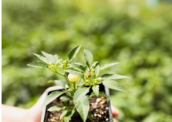 5 Easy-to-Grow Cannabis Seeds: A Beginner’s Guide