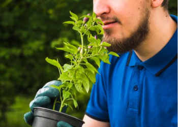 The Ultimate Guide to Sativa Indica: Unraveling the Mystery Behind Cannabis Strains