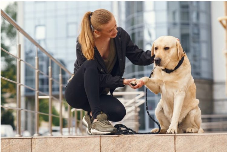 Navigating the Legal Landscape: Key Steps After a Dog Bite Incident
