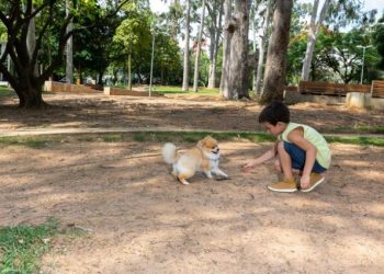 Where Do Skunks Build Nests?