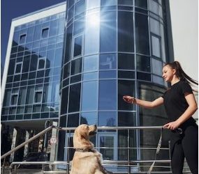 Living in Frankfurt: A Fusion of Culture, Commerce, and Cultural Institutions”