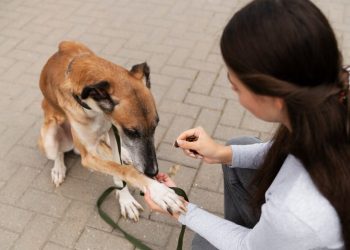 Can You Use an AED on a Dog?