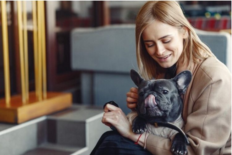 The Ultimate Guide to French Bulldogs: A Comprehensive Insight into the Adorable FrenchieIntroduction to French Bulldogs: More Than Just a Pretty Face