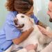 Pet Insurance Safeguards Your Pet’s Breed-Specific Health Needs