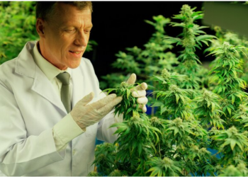 Japanese Cannabis Store Opens in Bangkok