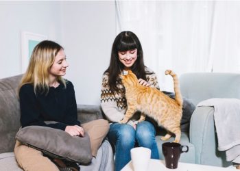 The Ultimate Guide to Buying a Cat Tree Online