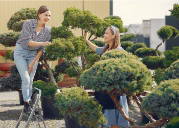 Enhancing Your Space: Professional Landscaping’s Value