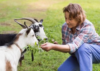 UNLEASHING THE POWER OF PREMIUM QUALITY: A CLOSER LOOK AT VITALITY LAMB AND BEEF FOR YOUR CANINE COMPANION