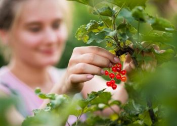 Health Benefits of Berberine And Who Should Take It