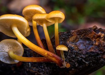 The Enigmatic World of Golden Teacher Mushrooms