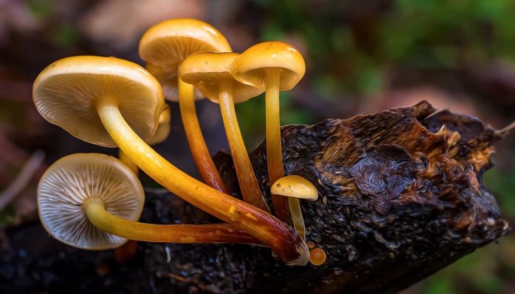 The Enigmatic World of Golden Teacher Mushrooms