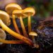 The Enigmatic World of Golden Teacher Mushrooms