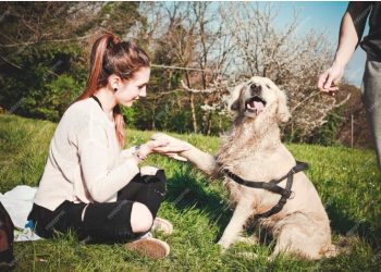 Collar de Adiestramiento