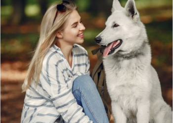 The majestic Siberian Husky: characteristics, care, and training