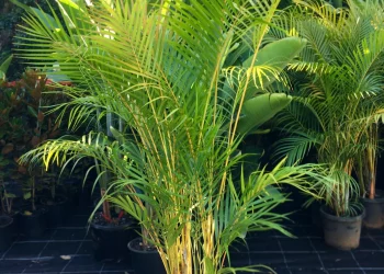 Designing with Golden Cane Palms: Tips and Tricks