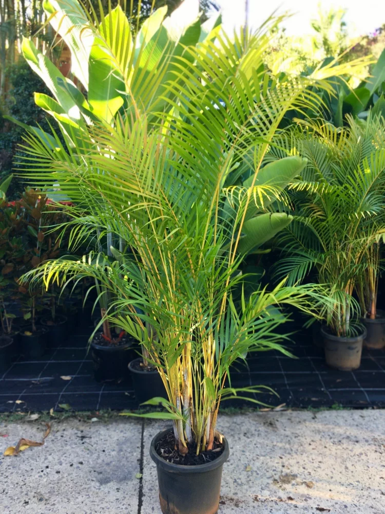 Designing with Golden Cane Palms: Tips and Tricks