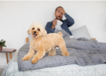 The Ultimate Guide to Choosing the Perfect Dog Bed