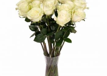 Discover the beauty of roses with Tamo Flower – delivering flowers and gifts to all cities in Morocco!