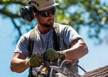 Growing with Your Trees: A Guide to Selecting the Perfect Species for Your Yard