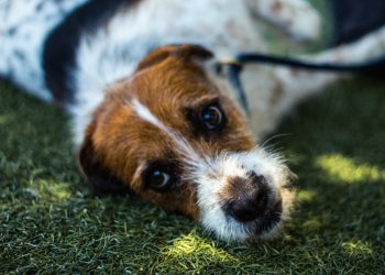 Why Now Is the Perfect Time to Support Dog Charities