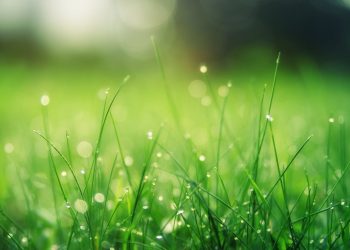The Benefits of Regular Professional Lawn Maintenance