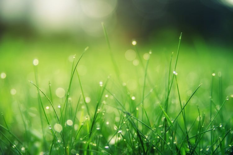 The Benefits of Regular Professional Lawn Maintenance