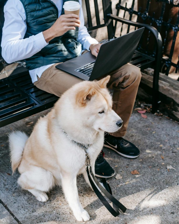 From Leash to Laptop: Why Virtual Dog Training is Booming