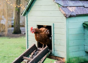 The Essential Guide to Backyard Chicken Coops