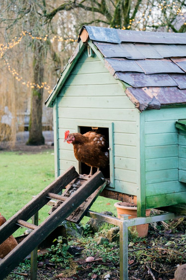 The Essential Guide to Backyard Chicken Coops