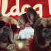 Unleashing Style: Bulldogs in the World of Fashion