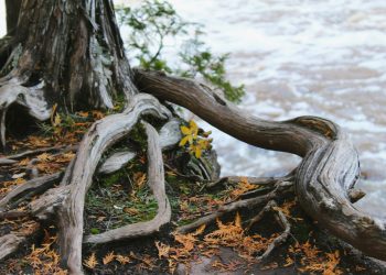 The Root of the Problem: Detecting and Preventing Tree Roots in Your Sewer Line