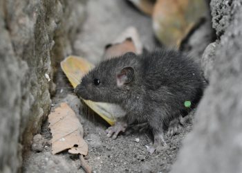 Best Pest Control in Abu Dhabi