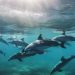 The Fascinating World of Dolphins: An In-depth Exploration