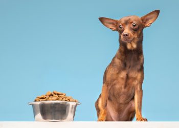 Is Raw Food Really Better Than Dry Food for My Dog?