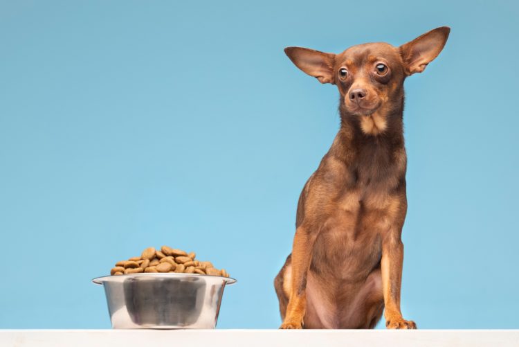 Is Raw Food Really Better Than Dry Food for My Dog?