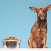 Is Raw Food Really Better Than Dry Food for My Dog?