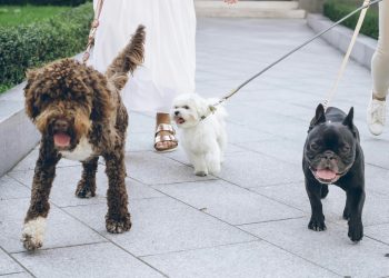 Comprehensive Dog Walking Insurance: A Must-Have for Pet Professionals