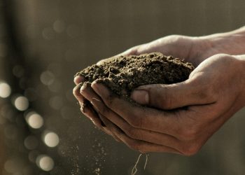 The Importance of Keeping Soil Healthy