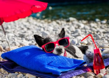 Keeping Your Pet Safe in the Summer: Essential Tips for Pet Owners