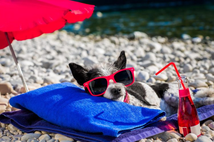 Keeping Your Pet Safe in the Summer: Essential Tips for Pet Owners