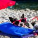Keeping Your Pet Safe in the Summer: Essential Tips for Pet Owners