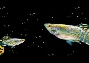 Understanding the Pregnancy of Molly Fish
