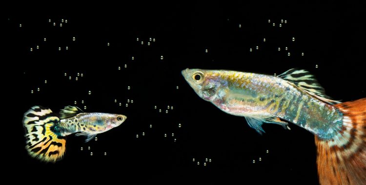 Understanding the Pregnancy of Molly Fish