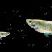 Understanding the Pregnancy of Molly Fish