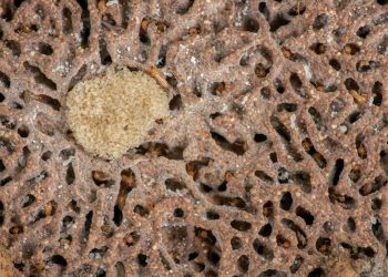 Eliminate Bed Bugs, Termites, and More with Grizzly Pest Control’s Expert Services – Exterminators in Buckeye, AZ