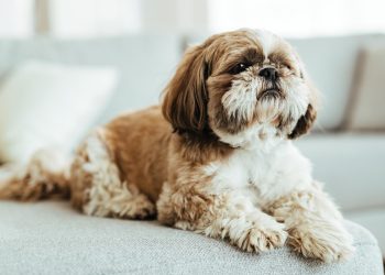 Shih Tzu Puppies for Sale: Quality, Love, and Care Guaranteed