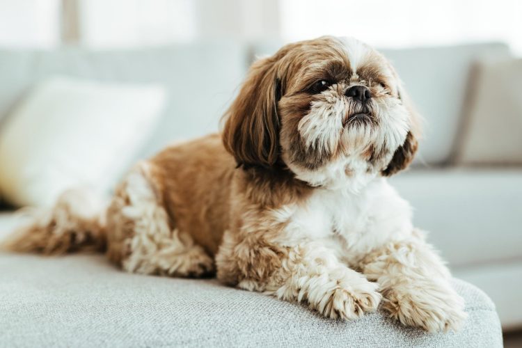 Shih Tzu Puppies for Sale: Quality, Love, and Care Guaranteed