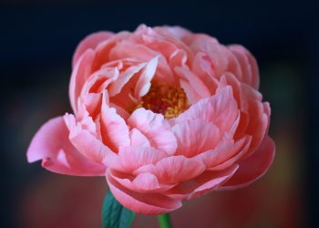 5 Reasons Peony Flowers Captivate Hearts Worldwide
