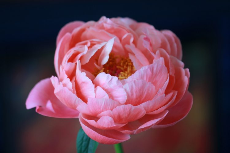 5 Reasons Peony Flowers Captivate Hearts Worldwide