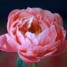 5 Reasons Peony Flowers Captivate Hearts Worldwide